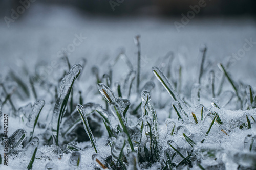 grass in the snow © Richard
