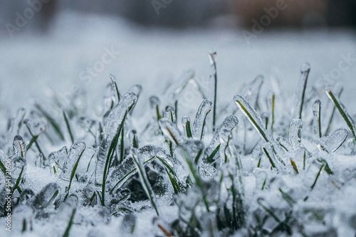 grass in the snow © Richard
