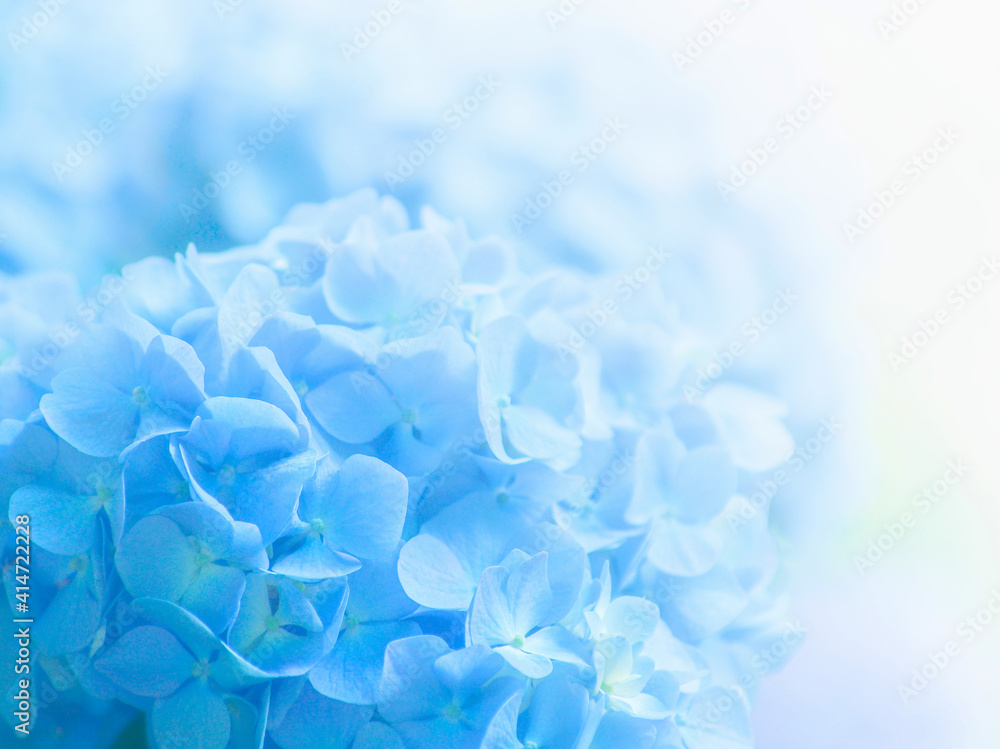 Blue hydrangea flowers close up Blue hydrangea flowers close up
