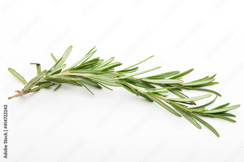 Rosemary isolated on white background, top view.