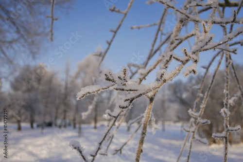 Snow and frost covered birch tree branches against winter forest backlight. © Людмила Полякова
