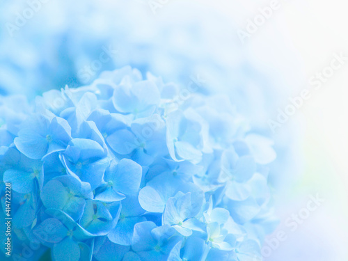 Blue hydrangea flowers close up