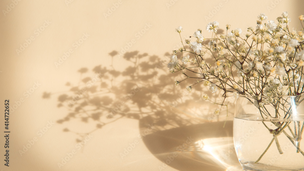 gypsophila flowers in glass vase on beige background, light and shadow, banner