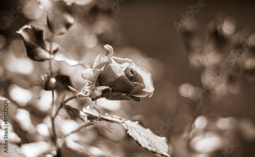 Artystyczna czarno-biała róża