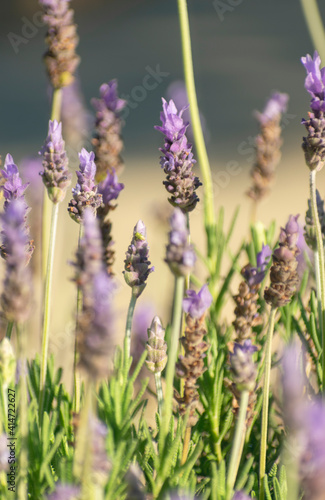 Landscape of violet flowers in the park