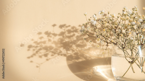 gypsophila flowers in glass vase on beige background, light and shadow, banner
