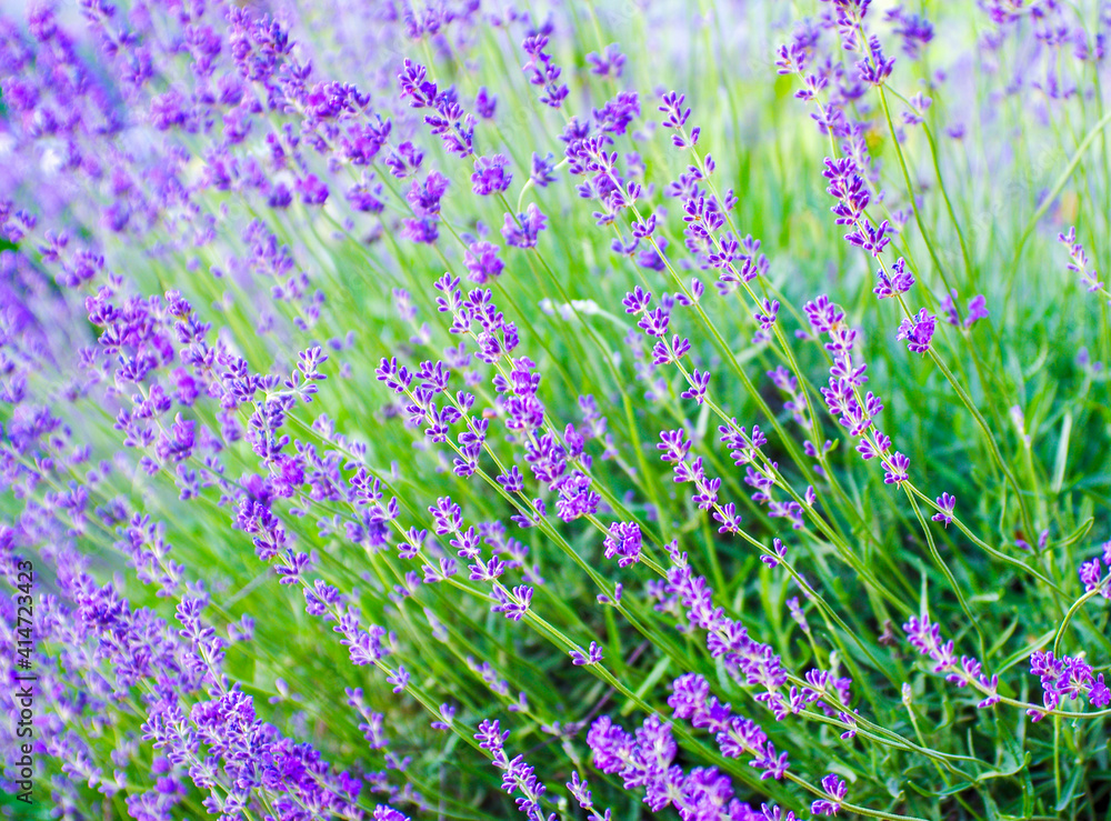 Obraz premium Selective focus on the lavender flower in the flower garden - lavender flowers lit by sunlight.