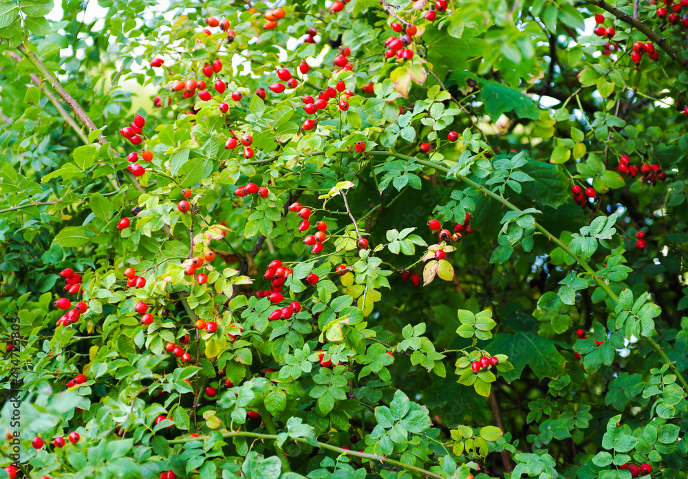 Close-up of dog-rose berries. Wild rosehips in nature.