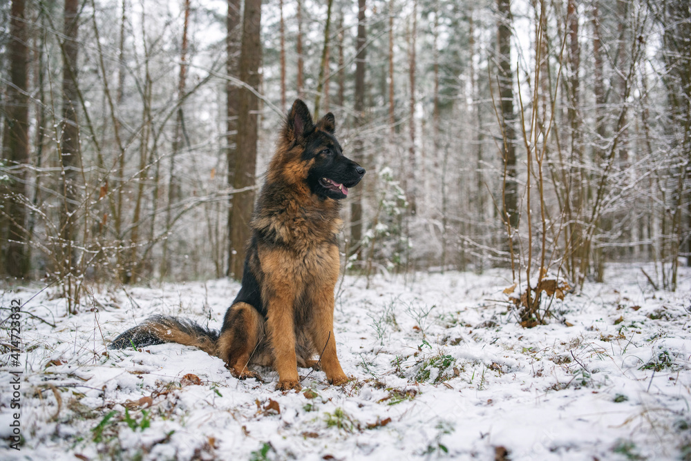 A good-natured German Long-haired Shepherd dog sits in the forest in winter.