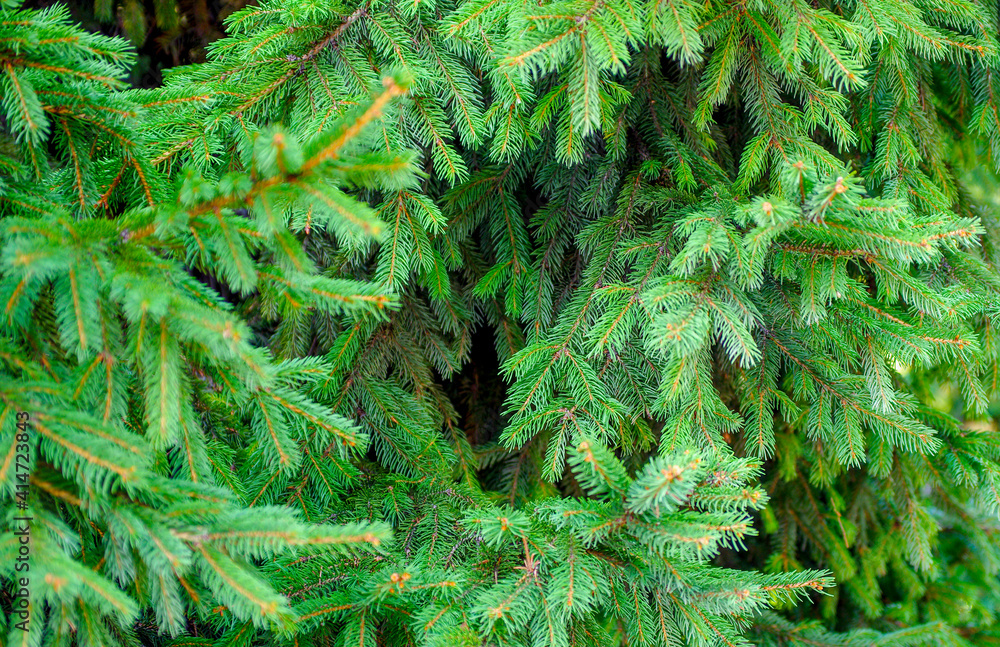 Fresh, green, spruce fir tree needle branches