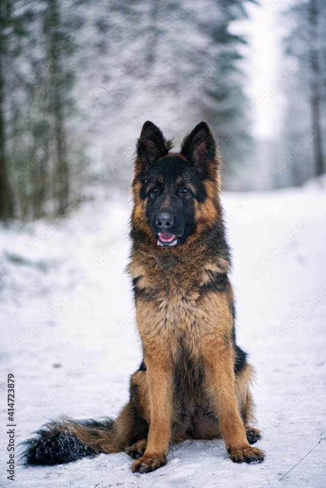 A good-natured German Long-haired Shepherd dog sits in the forest in winter. A good-natured German Long-haired Shepherd dog sits in the forest in winter.