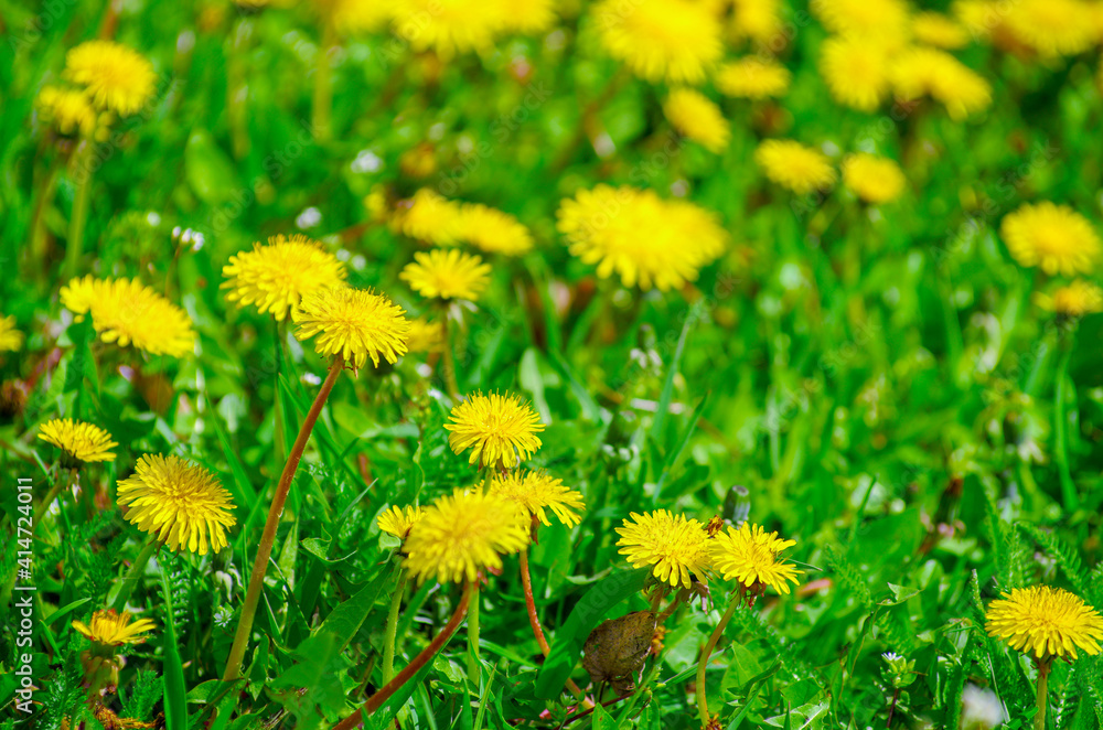 Obraz premium Yellow bright grass plant flower dandelion
