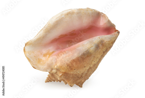 Big seashell. Clipping Path is included.