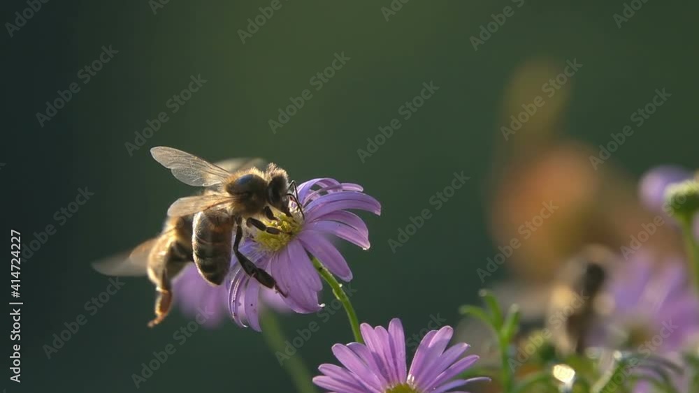 Bees on purple flower, funny encounter, nature colors, bees insects macro slow-motion Bees on purple flower, funny encounter, nature colors, bees insects macro slow-motion