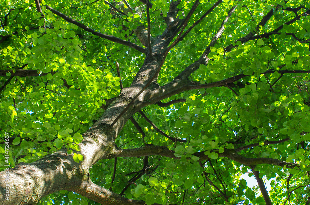Fototapeta premium Bottom view of tree trunk to green leaves of big tree in forest with sunlight. Fresh environment in park.