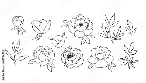Hand drawn line art collection of peony flowers, buds, branches and leaves in black and white. Floristic set with line art clipart elements. Floral clipart isolated on white background