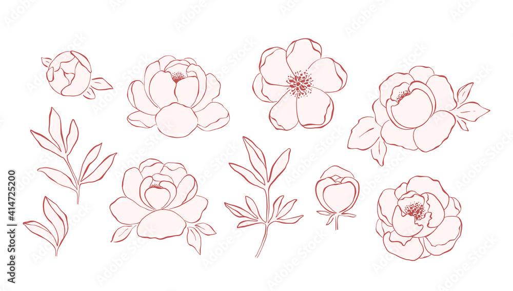 Fototapeta premium Hand drawn line art peony flowers collection isolated on white background. Set of pink peonies, buds, branches and leaves for decorative design and romantic arts. Botanical elegant elements