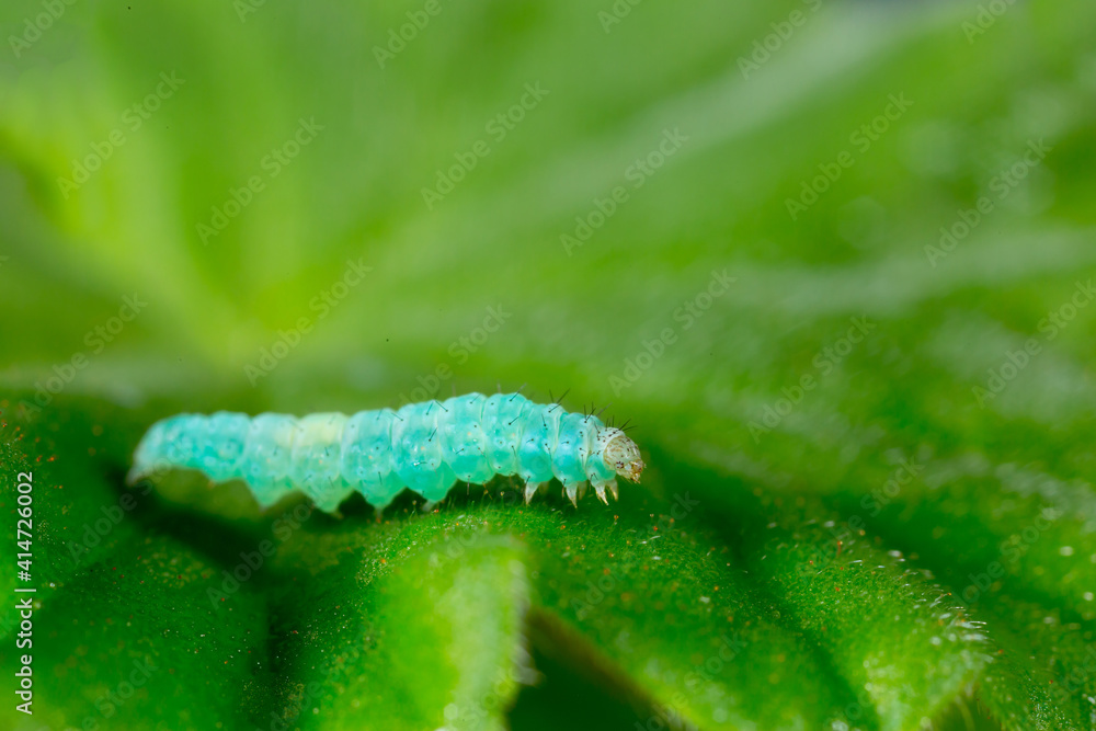 Fototapeta premium Green Caterpillar crawling over the leaves and eating vegetables. Parasites in agriculture devour herbal food. Dysenfection and insecticides. Caterpillar butterfly cabbage. Close-up