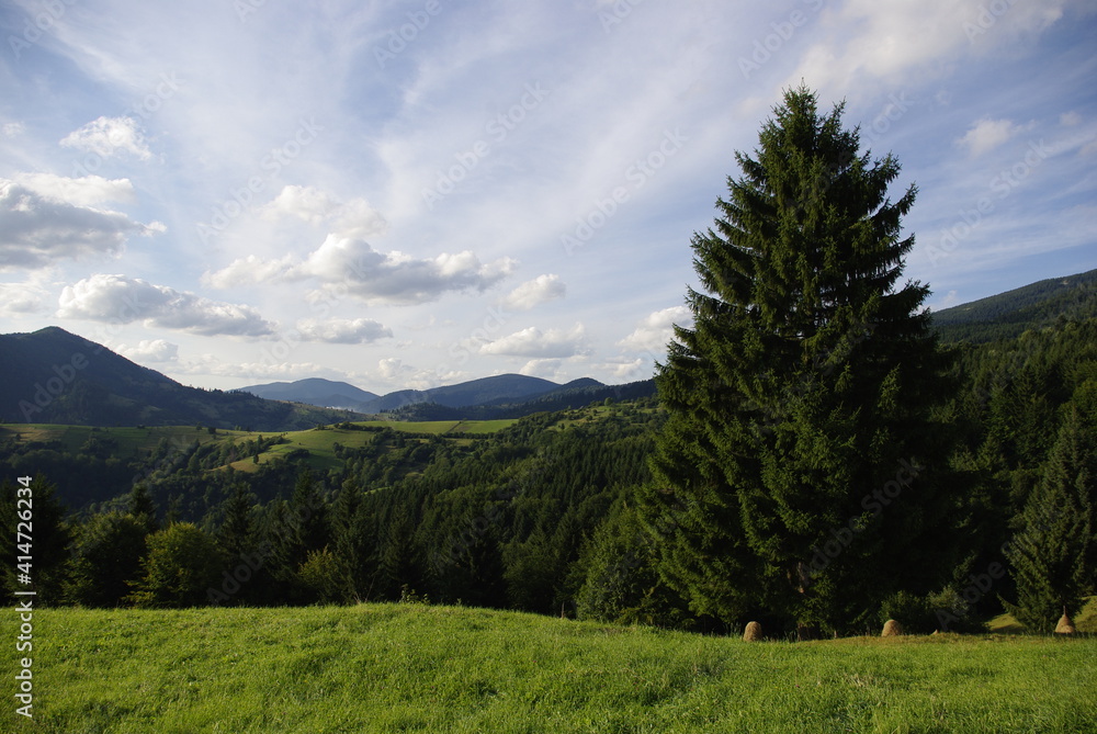 unusually beautiful view of the Carpathian forests 