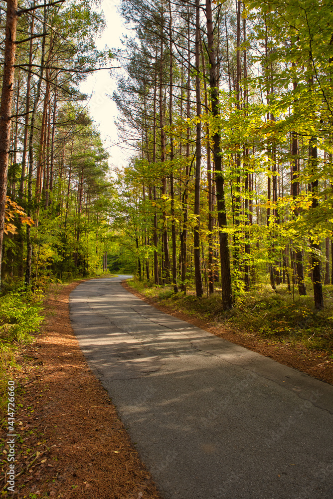 Naklejka premium Weg durch einen Kiefernwald im Sommer
