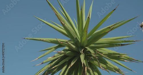 Palm tree with blue sky in the background
