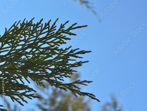 Sky background with pine branch.