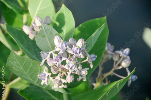 Biduri flowers on a green leaf background photo