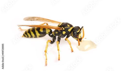 European wasp eats honey, Polistes associus, isolated on white background photo