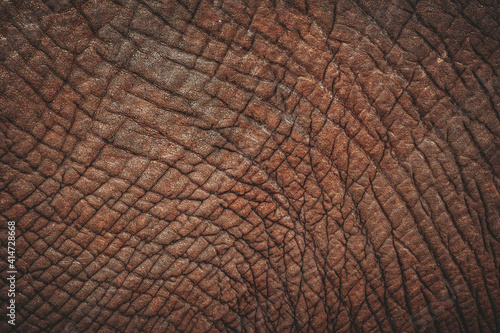 skin, texture, elephant, leather, animal, antique, material, aged, retro, wallpaper, dirty, wood, design, natural, leather texture, relief