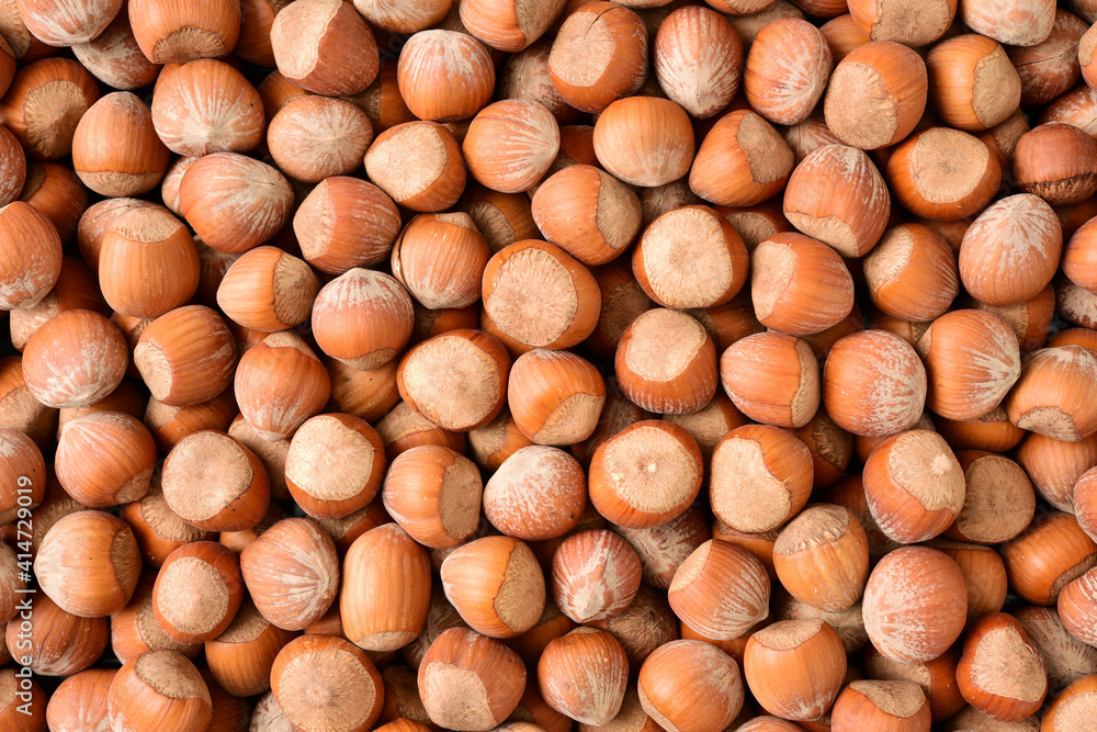 background of hazelnuts background of hazelnuts