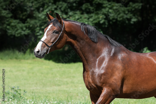 Portrait of a beautiful chestnut horse with mane stands on natural summer background, head closeup