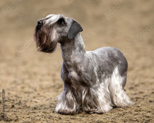Φωτογραφία Cesky Terrier