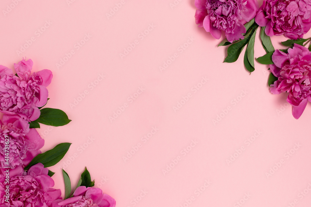 Border frame made of peony flowers on a pink pastel background. Floral flat lay with place for text.