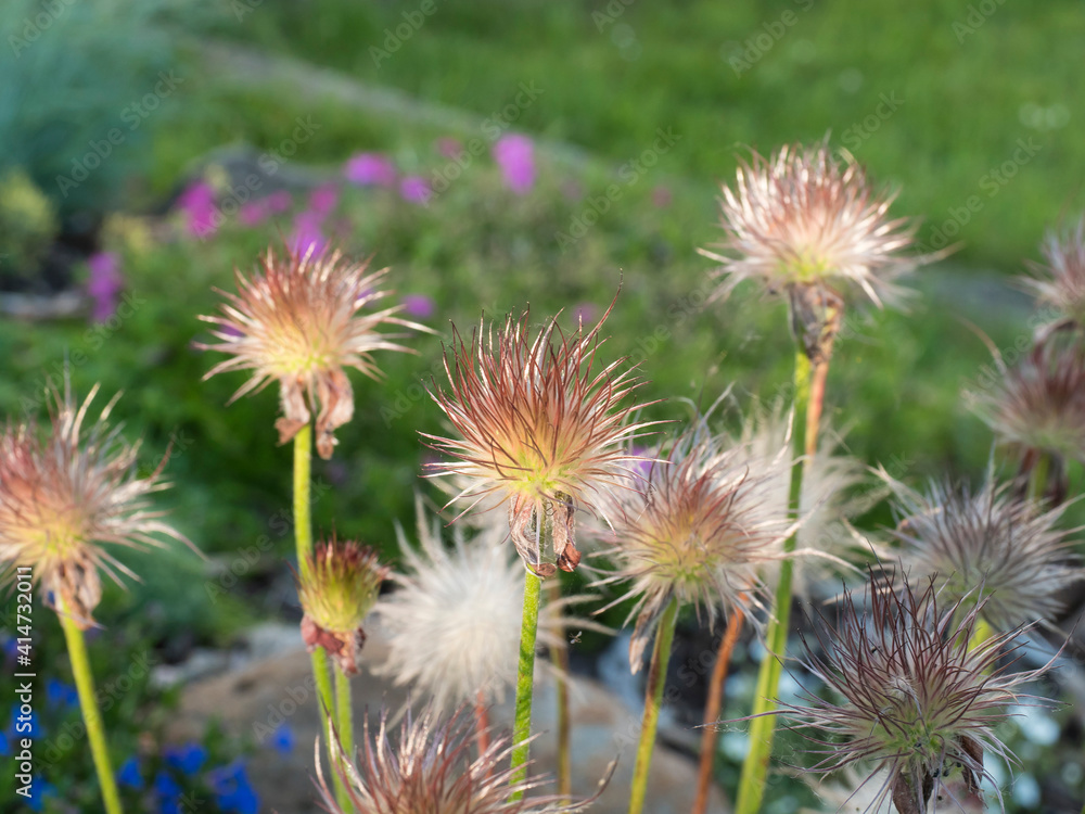 Obraz premium Bunch of Out of bloomPulsatilla pratensis down. White fluffy flue pasque flower on green bokeh plant background. Selective focus, copy space
