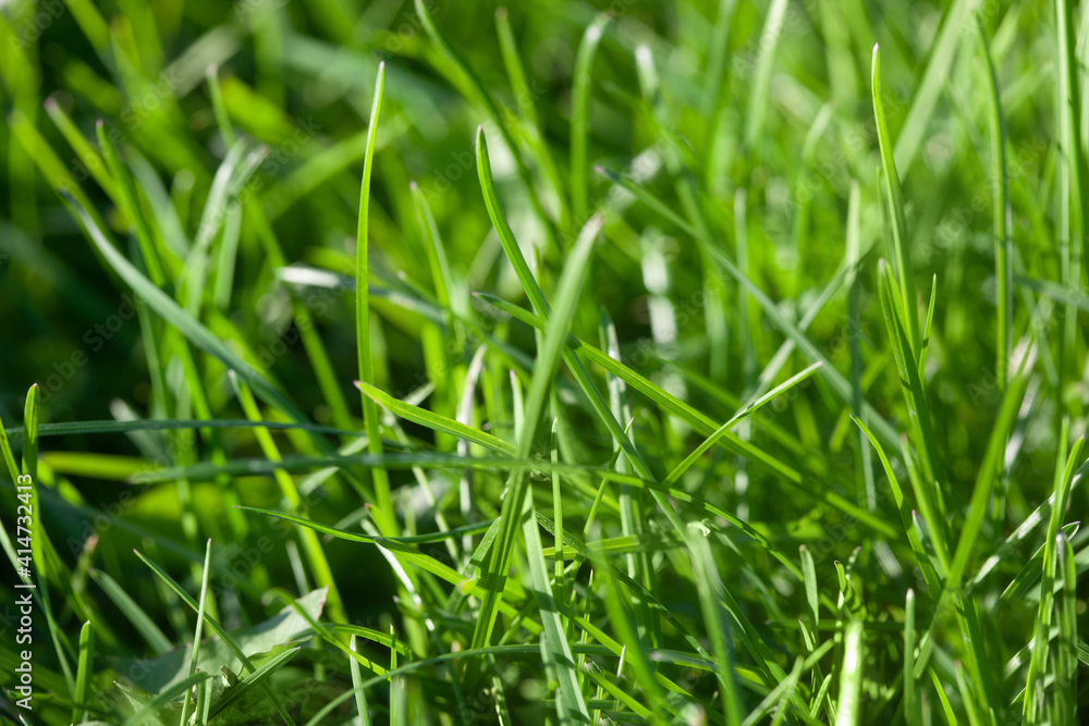 Green grass abstract background Green grass abstract background