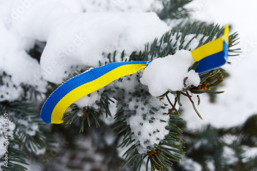 Blue and yellow ribbon on a spruce branch. The symbol of Ukraine's independence.