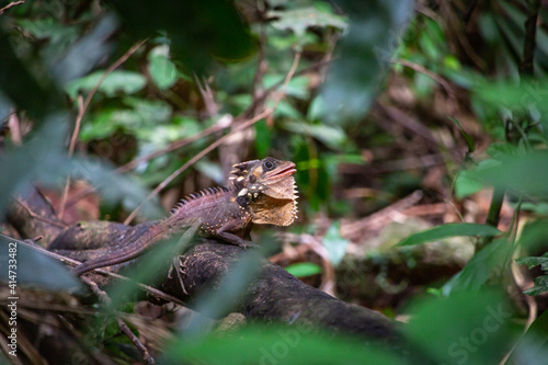 Boyd's Forest Dragon, Hypsilurus boydii, Daintree Rainforest, Cow Bay, Queensland, Australia photo
