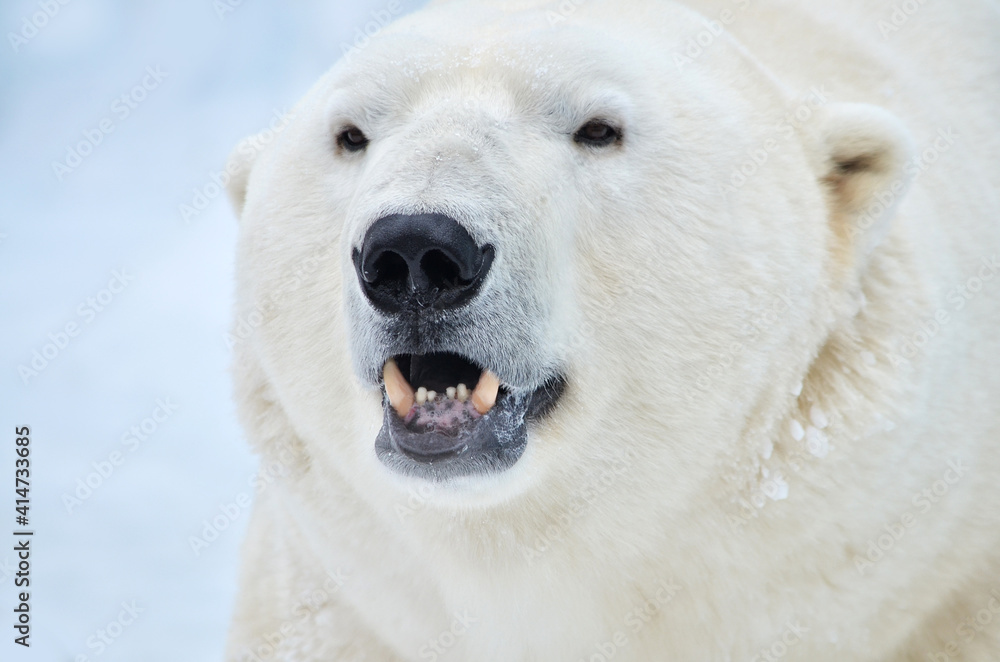 polar bear close up polar bear close up