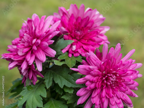 Close up pink purple blooming Dahlia flowers bokeh green Background. selective focus.