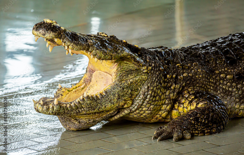 Obraz premium Crocodile show in thailand. The trainer tames the crocodiles, puts a hand and a head in his mouth, kisses predators on the nose. The shocking audience of the show in Pattaya.