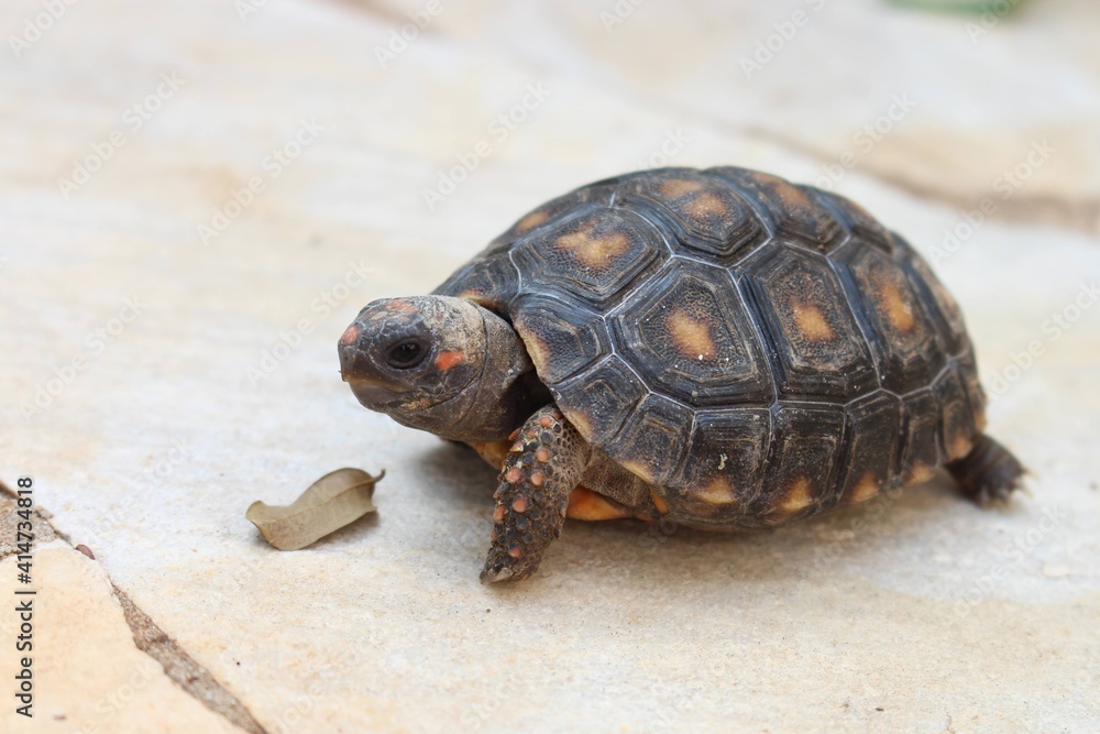 Obraz premium turtle on the rock