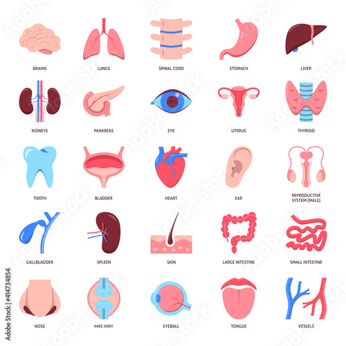 Human organs icon set in flat style