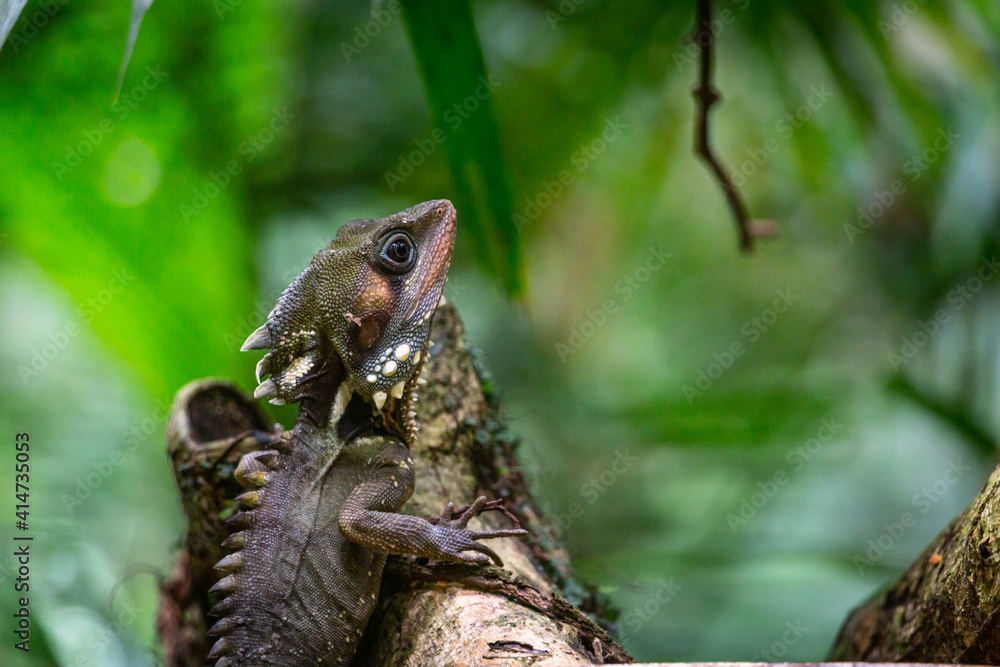 Boyd's Forest Dragon, Hypsilurus boydii, Daintree Rainforest, Cow Bay, Queensland, Australia Boyd's Forest Dragon, Hypsilurus boydii, Daintree Rainforest, Cow Bay, Queensland, Australia