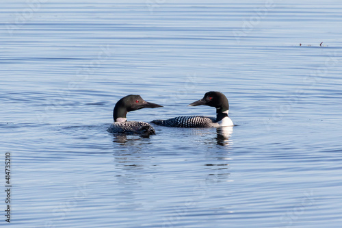 A pair of common loons (Gavia immer) performing a mating or pair bonding ritual dance on Upper Chateaugay Lake, New York, USA