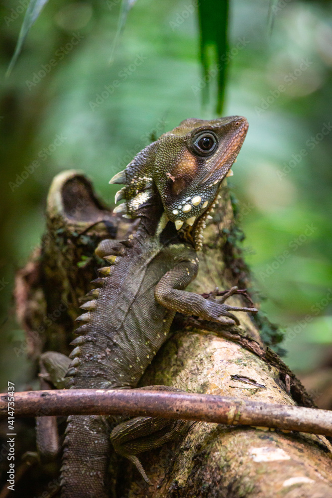 Fototapeta premium Boyd's Forest Dragon, Hypsilurus boydii, Daintree Rainforest, Cow Bay, Queensland, Australia