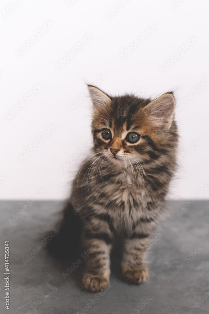 Beautiful kitten on a grey and white background with a smart look. front view