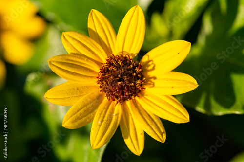 yellow flower