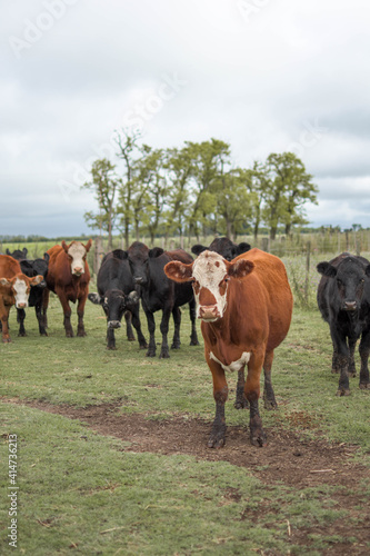 vacas marrones rodeada de ganado campo rural 