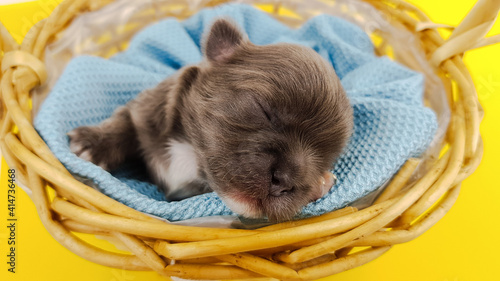 a newborn, blind Chihuahua puppy in a wicker basket lies on a blue blanket