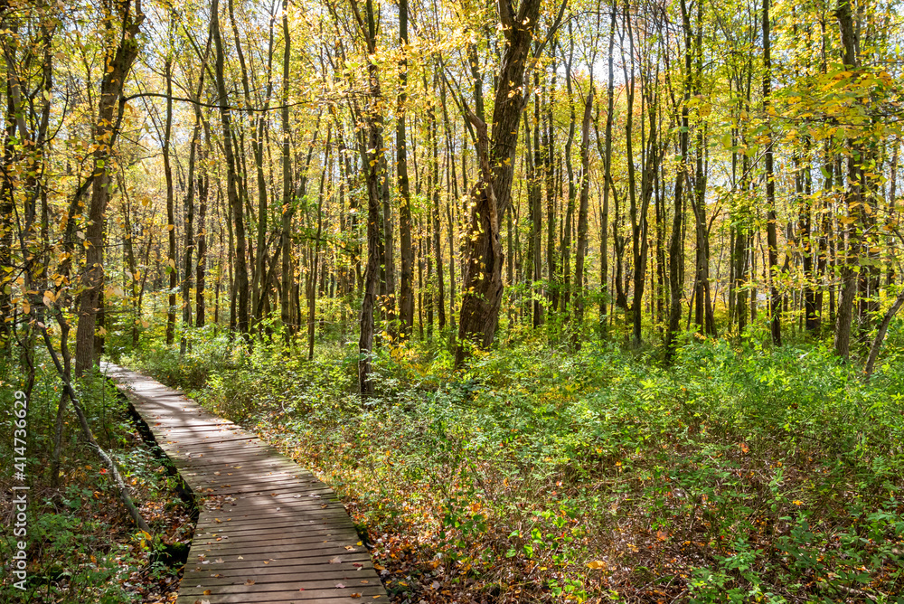 Obraz premium Pretty wooden boardwalk path winding through a green forest dappled with sunlight in autumn